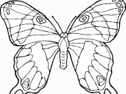 Butterflies Coloring Pages for Kids