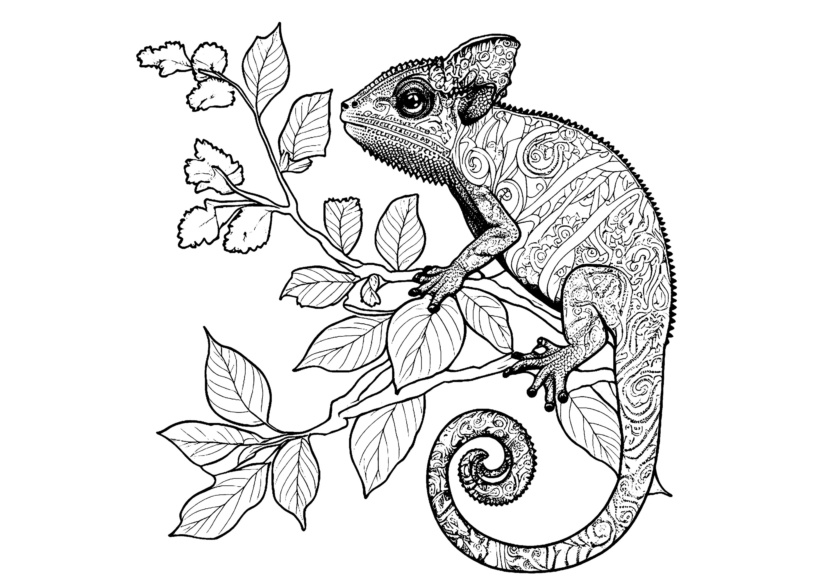 Coloring of a chameleon full of details, posed on a flowery branch