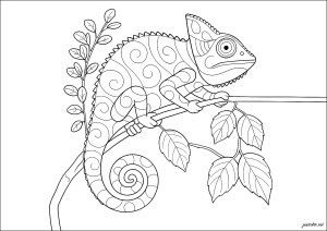 Charming chameleon on a branch (Chameleon and Lizard Coloring Page)