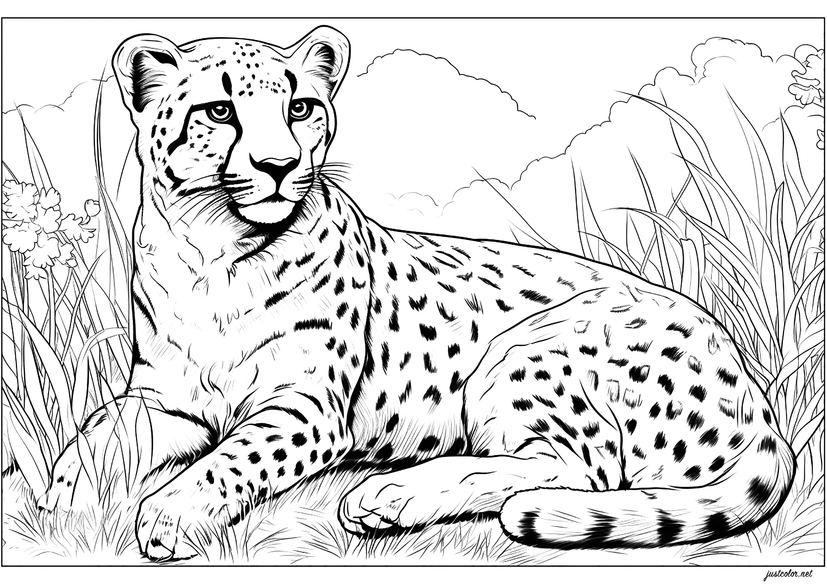 Cheetah at rest. Realistic coloring page, with a lot of details in background