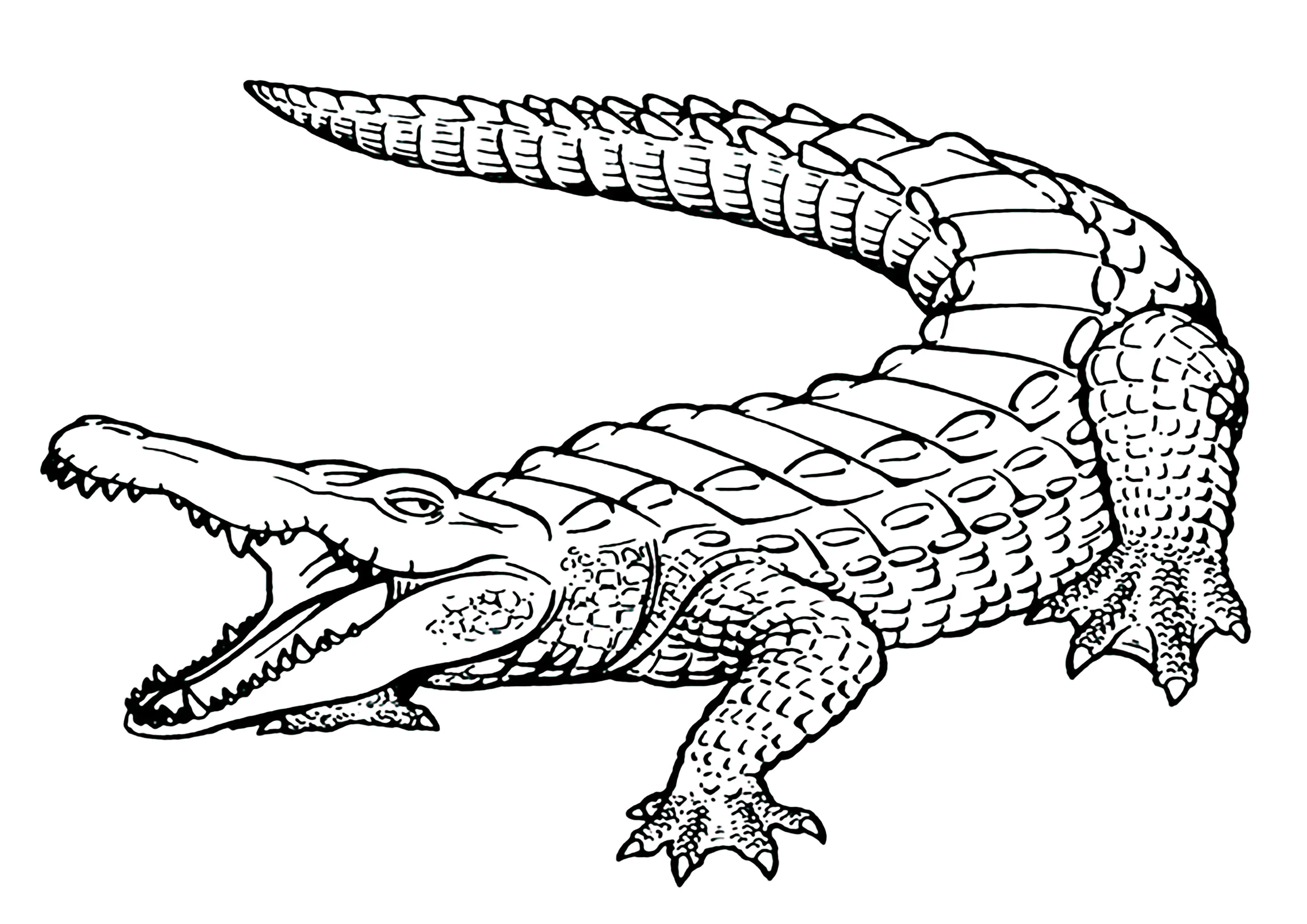 Realistic crocodile (Printable Coloring Page for Kids)