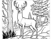 Printable Deers coloring sheets for Kids