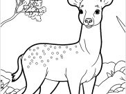 Deers Coloring Pages for Kids