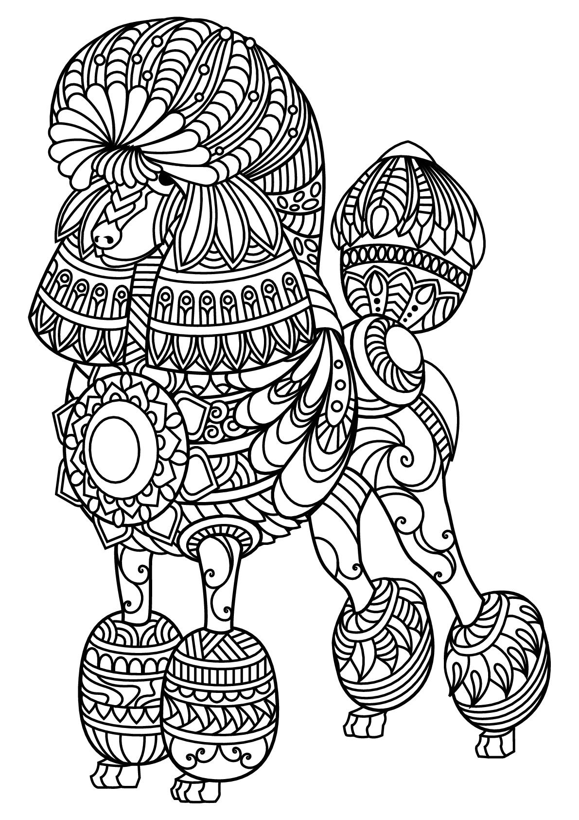 Poodle, with harmonious and complex patterns