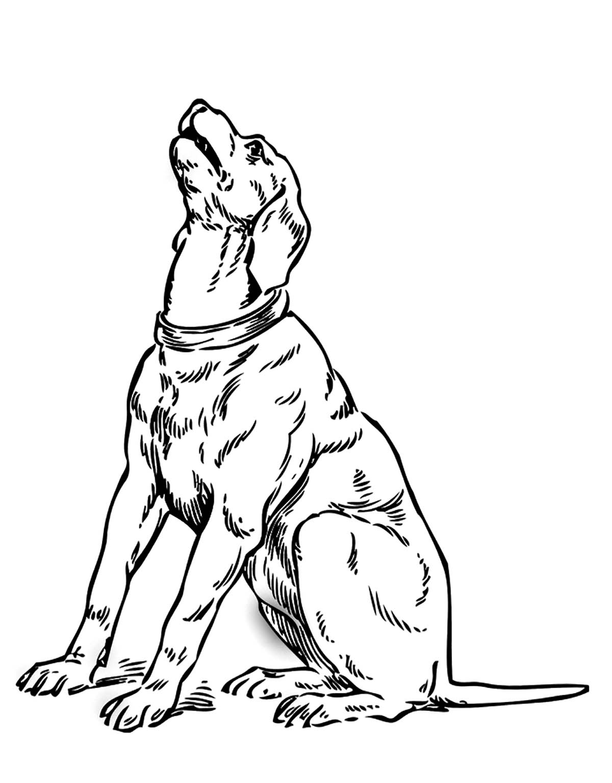 Dog to print for free - Dogs Kids Coloring Pages