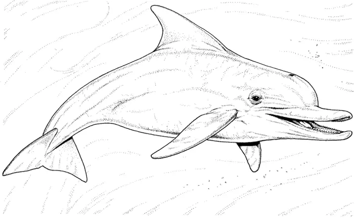 Dolphin drawn in a very reallistic manner (Printable Coloring Page for Kids)