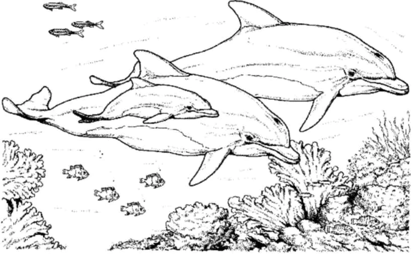 Dolphin coloring