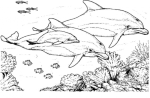 Coloring page dolphins free to color for kids