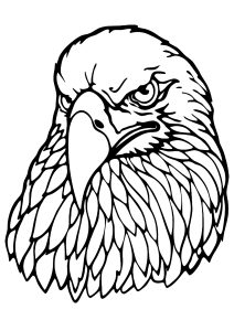 Eagle head