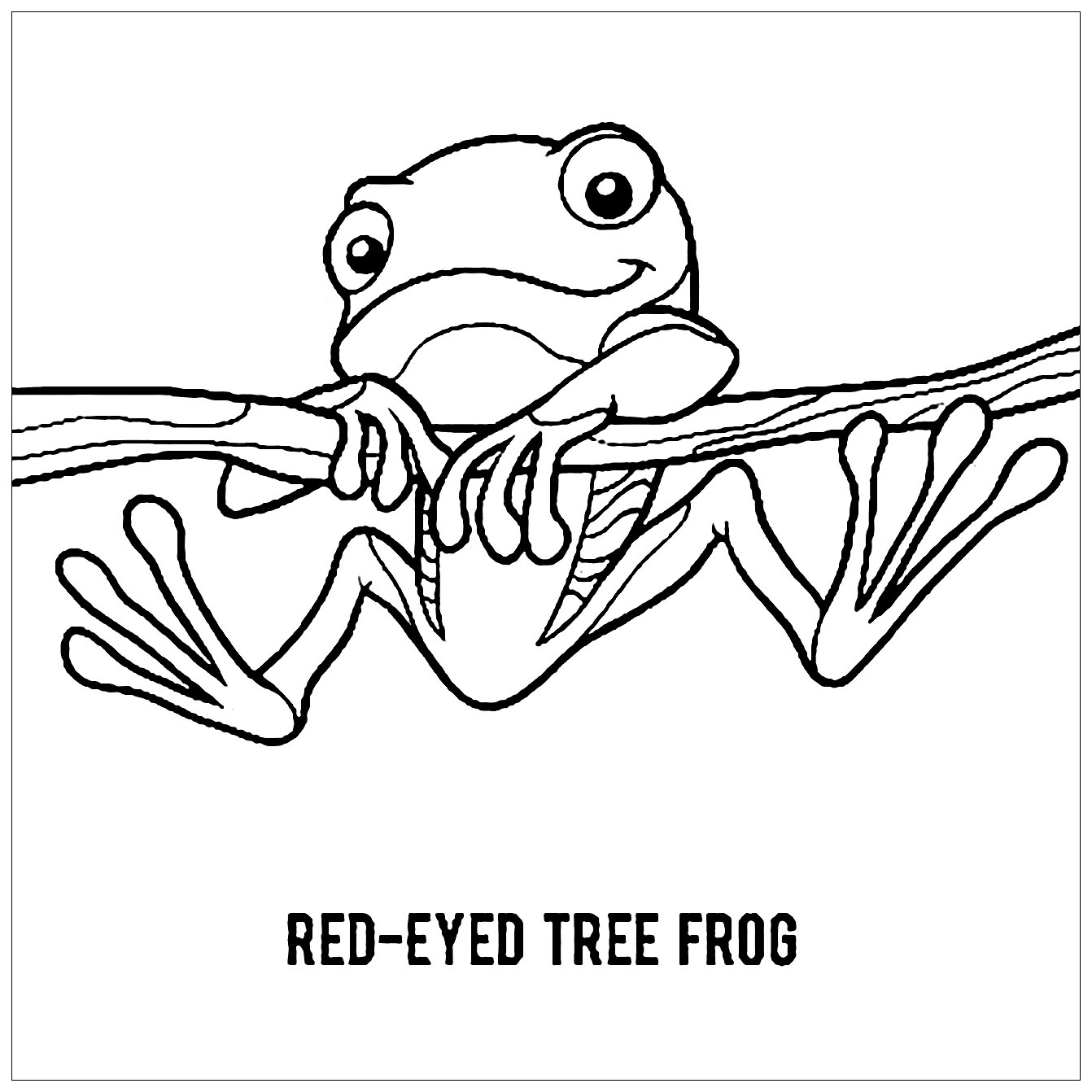 Frog image to print and color
