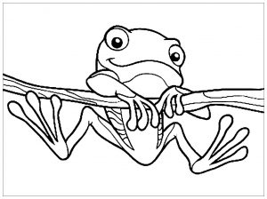 Free frog drawing to download and color