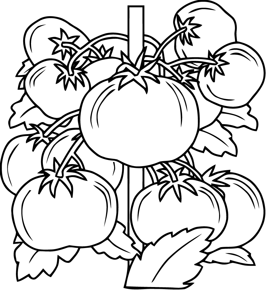 Pretty Tomatoes to color