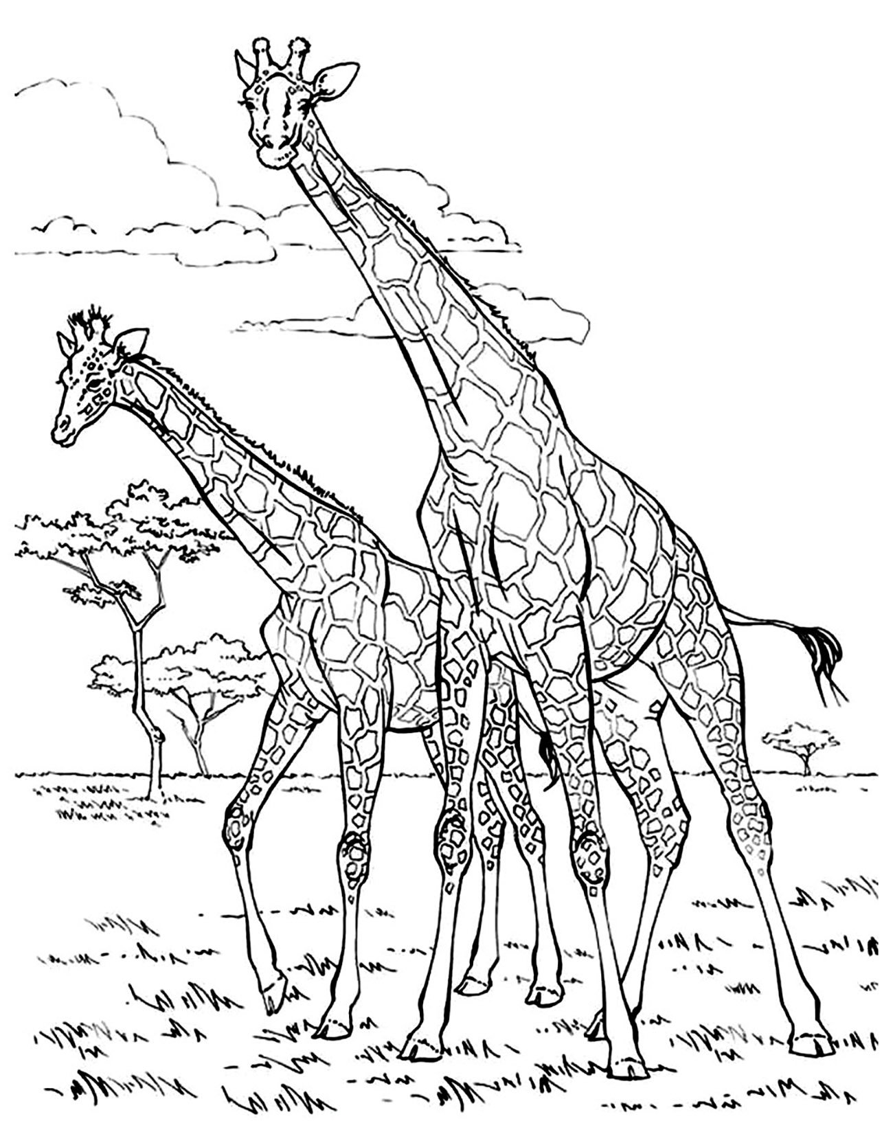 Giraffes coloring page with few details for kids