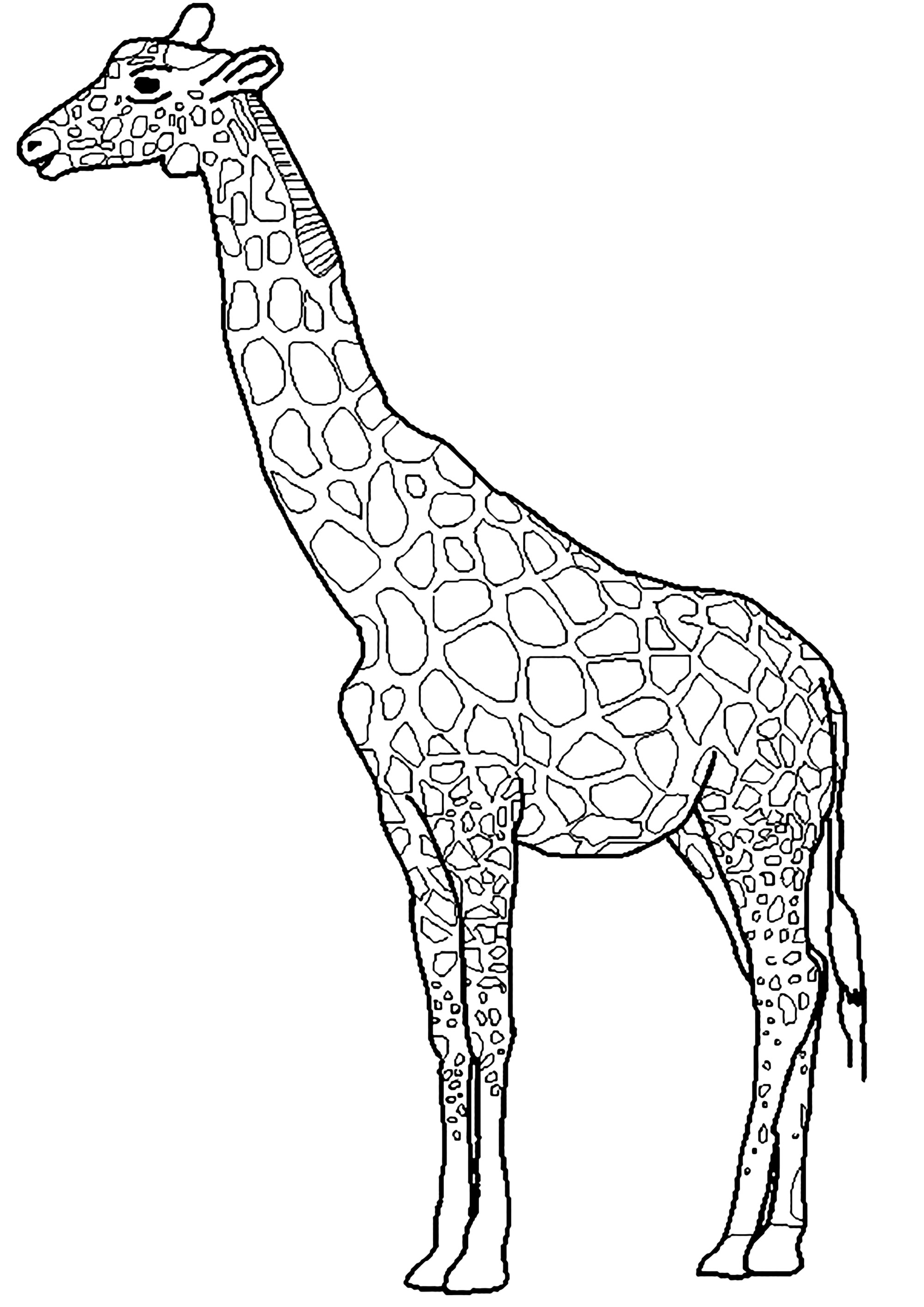 Baby Giraffe Cartoon Drawing, Baby Giraffe Cute Illustration 22335067  Vector Art at Vecteezy