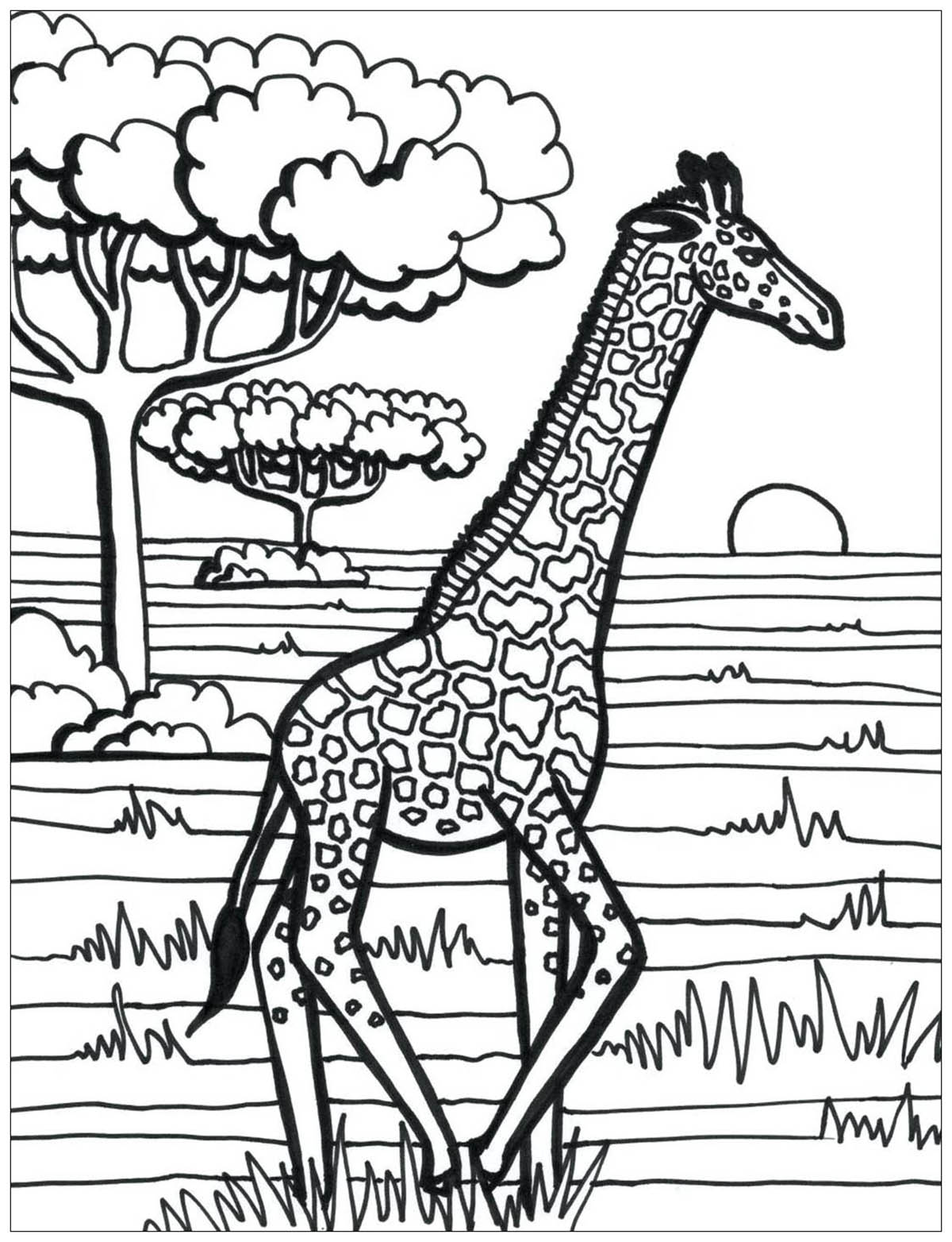 In the middle of the savannah, this giraffe is running!