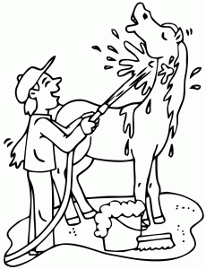 Coloring page horse free to color for children : horse being cleaned
