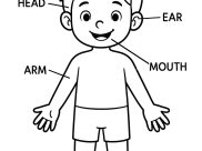 Printable Human body coloring sheets for Kids