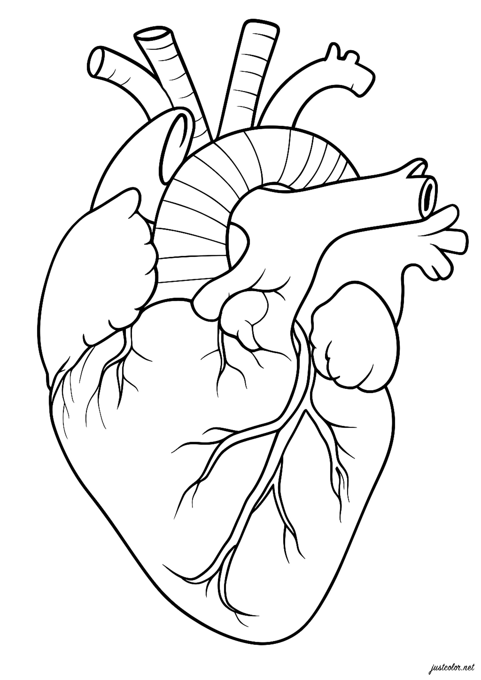The Heart (Printable Human body Coloring Page for Kids)