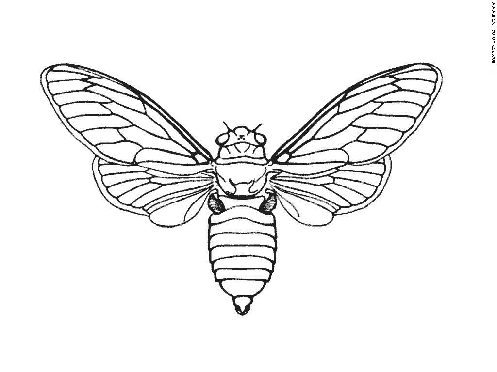 Funny Insects coloring page for kids