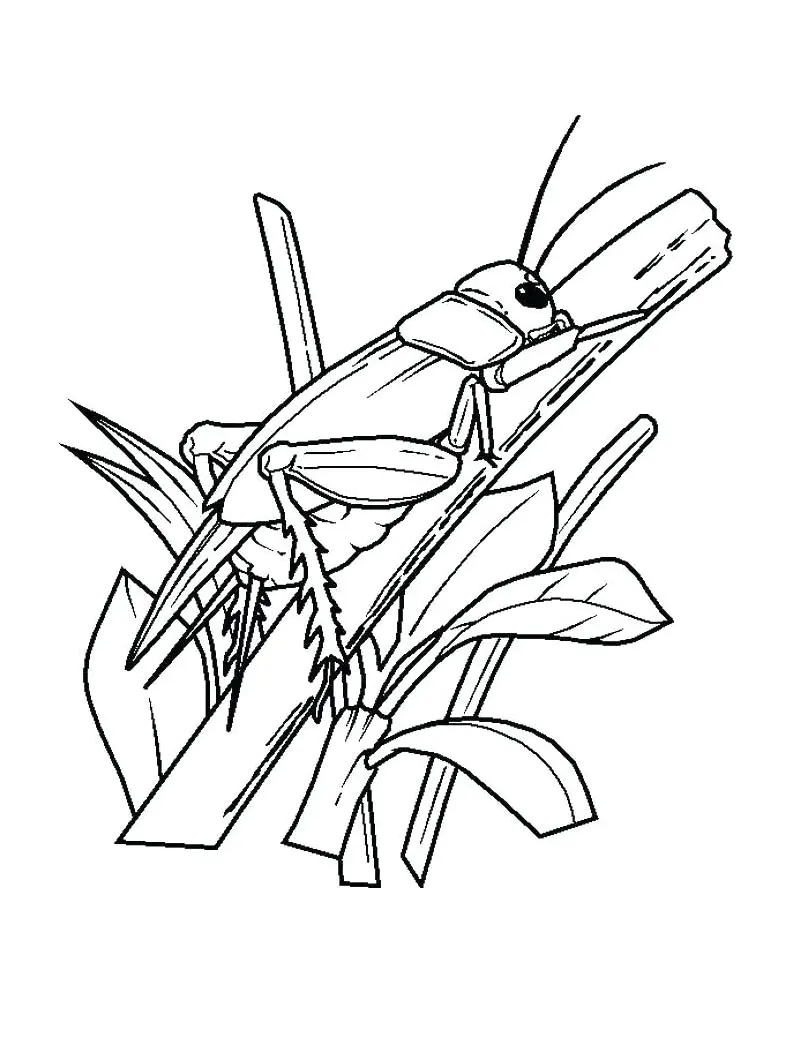 Cricket (Printable Insects Coloring Page for Kids)