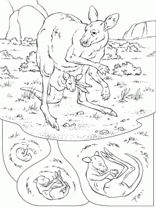 Printable kangaroo coloring pages for kids