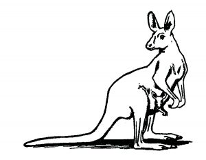 Kangaroos