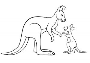 Kangaroos in family