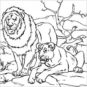 Lion couple