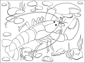 Pretty drawing of a lobster to color