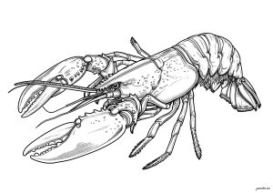 Beautiful, realistic lobster