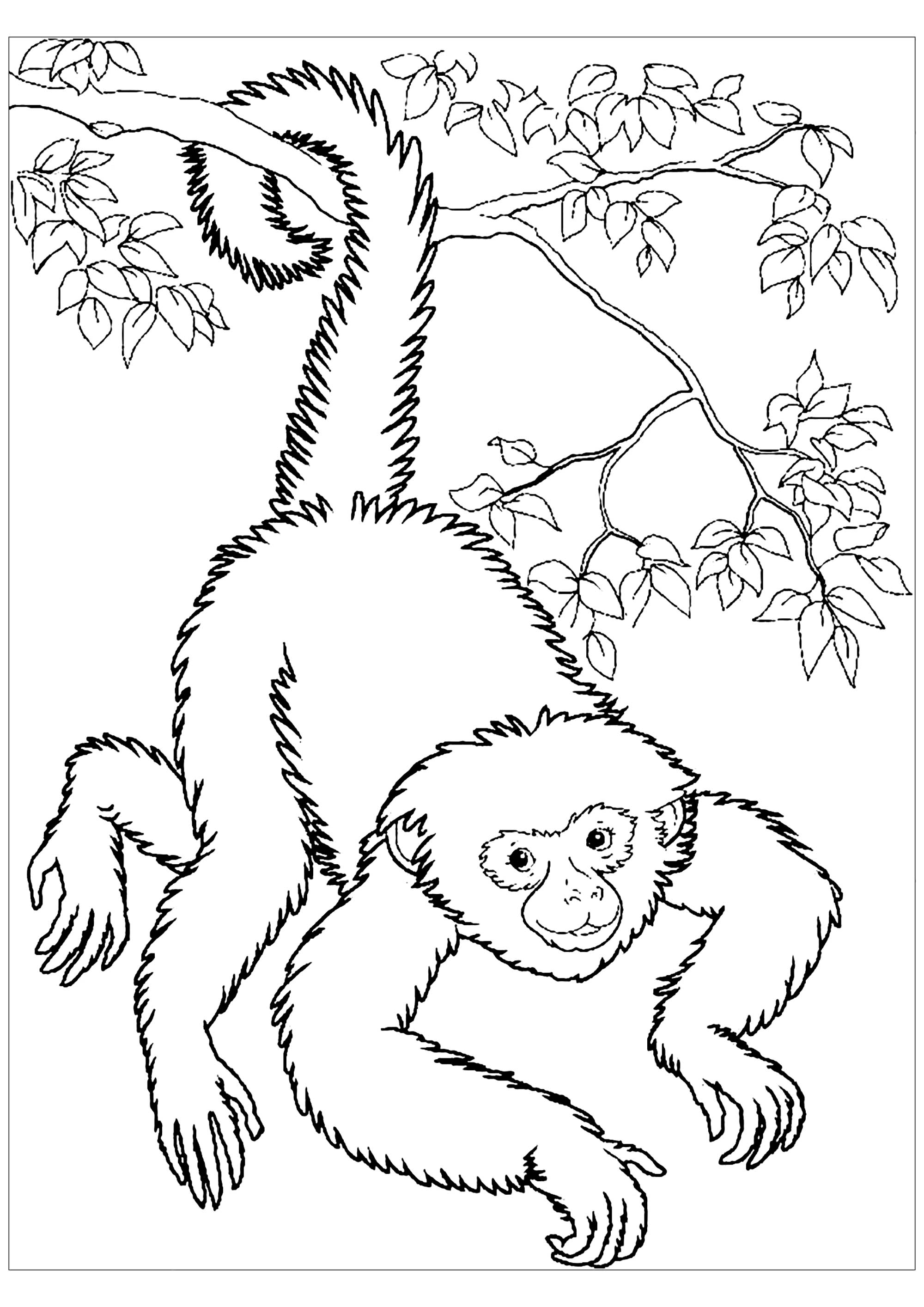 Monkeys free to color for kids - Monkeys Kids Coloring Pages