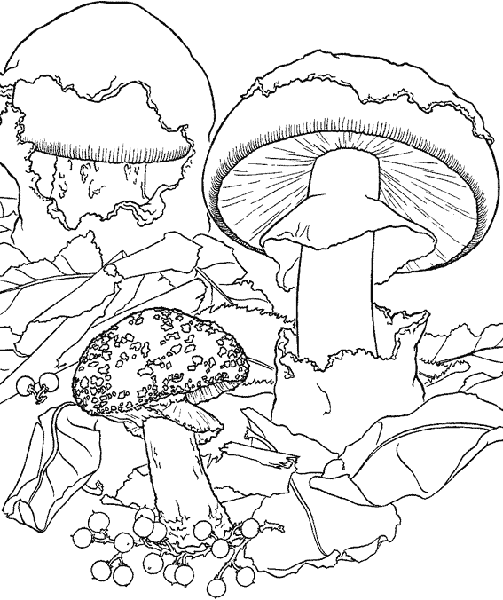 Three Mushrooms to color
