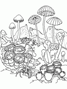 Mushroom coloring for kids