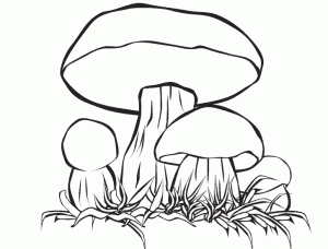 Coloring page mushrooms to download