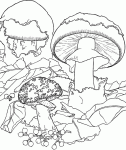 Coloring page mushrooms to color for kids