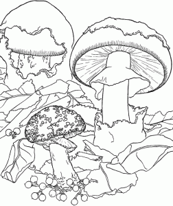 Image of mushroom to print and color