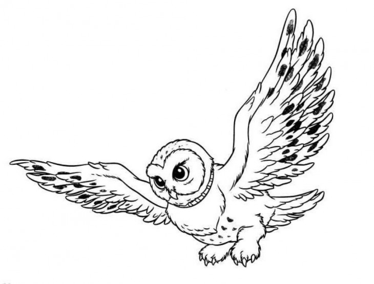 Simple owl coloring pages for kids