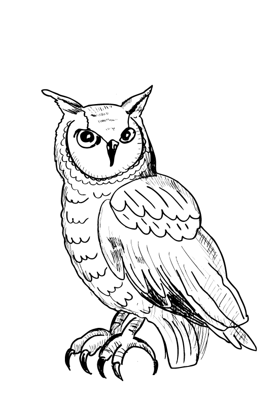 Beautiful owl coloring