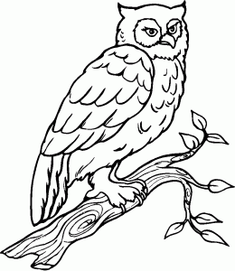 Free owl drawing to download and color