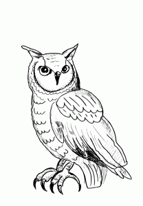 Coloring page owls to color for kids