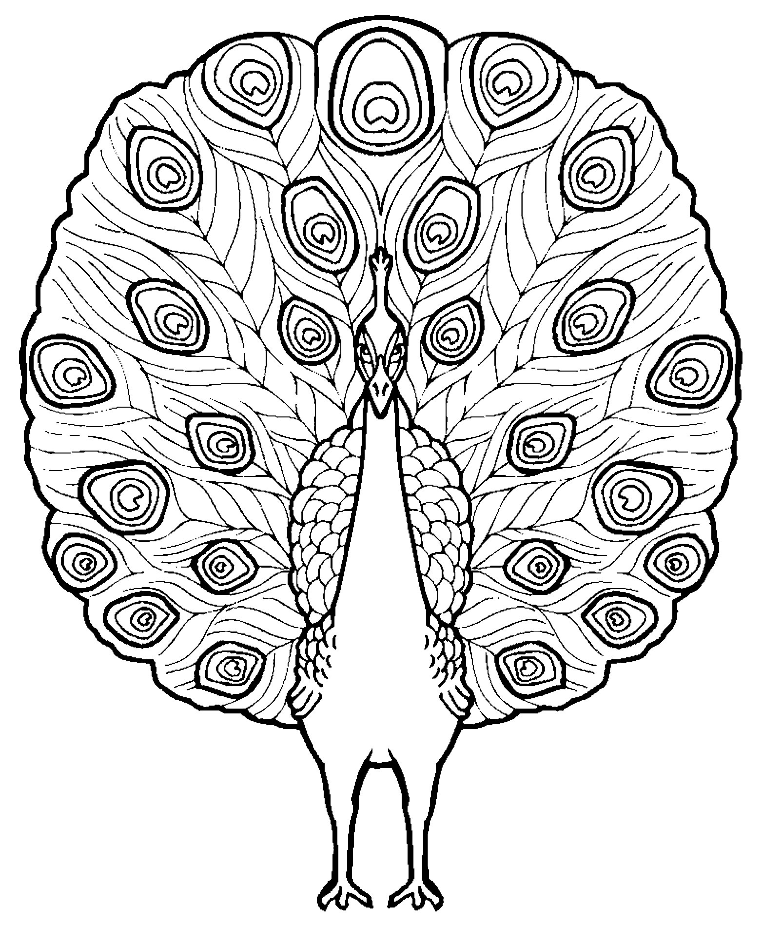Free Peacock Drawing To Print And Color Peacocks Kids Coloring Pages