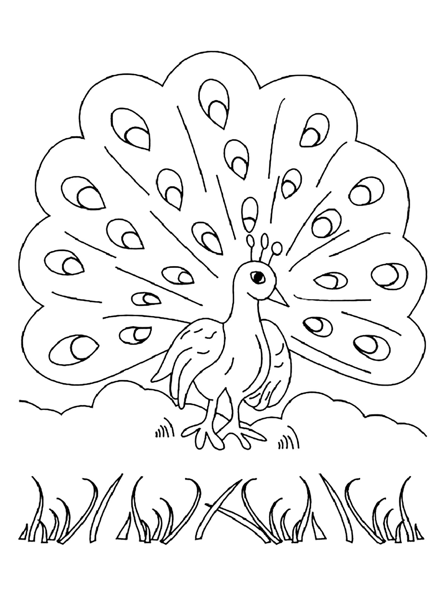 Peacock Coloring Book : Easy and Fun Peacock Coloring Pages for