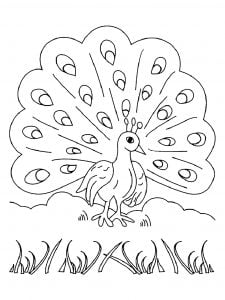 Peacock coloring pages for kids