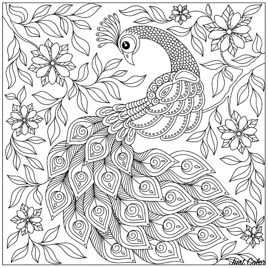 joli-paon-peacocks-kids-coloring-pages