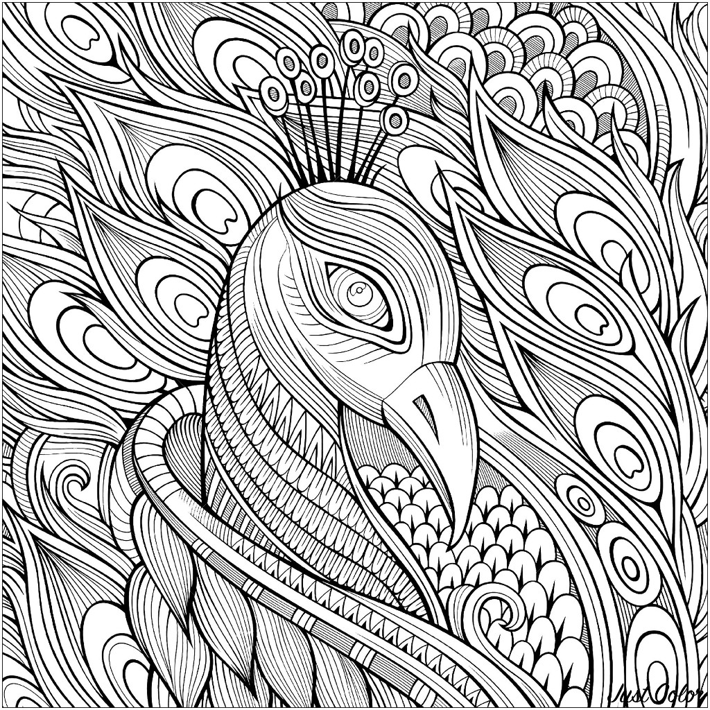 beautiful-peacock-head-peacocks-kids-coloring-pages