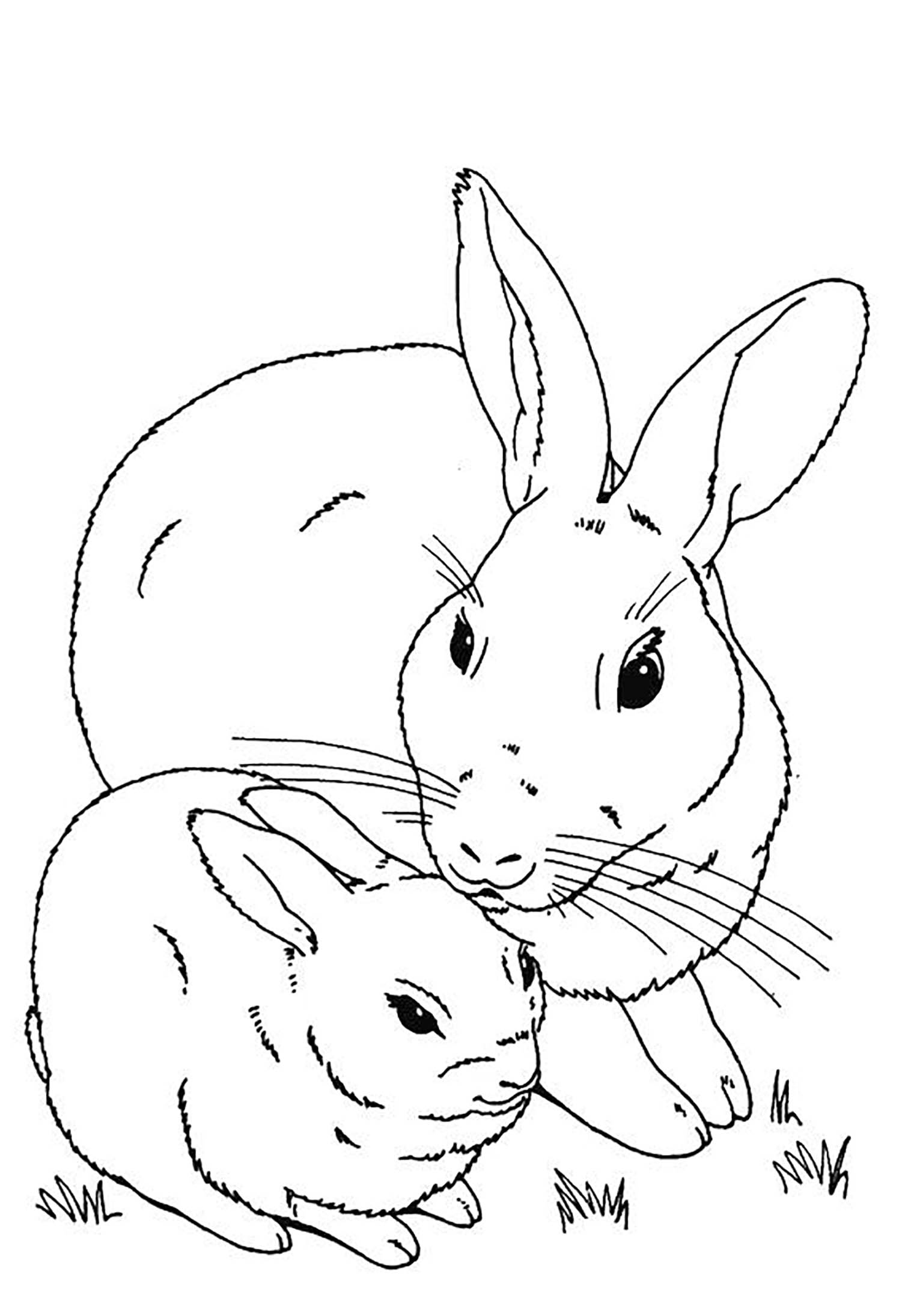 Image of a rabbit & a bunny to download and print for children