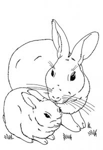 Rabbit & bunny coloring for kids