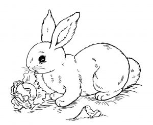 Coloring page rabbit for kids
