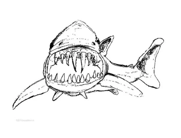 Shark coloring page for kids