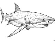 Printable Sharks coloring sheets for Kids